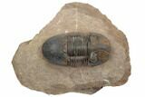 Excellent Paralejurus Trilobite - Lghaft, Morocco #196922-2